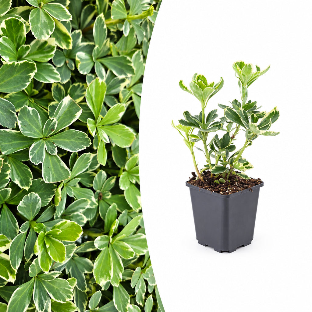 Pachysandra term. 'Variegata', plant in pot