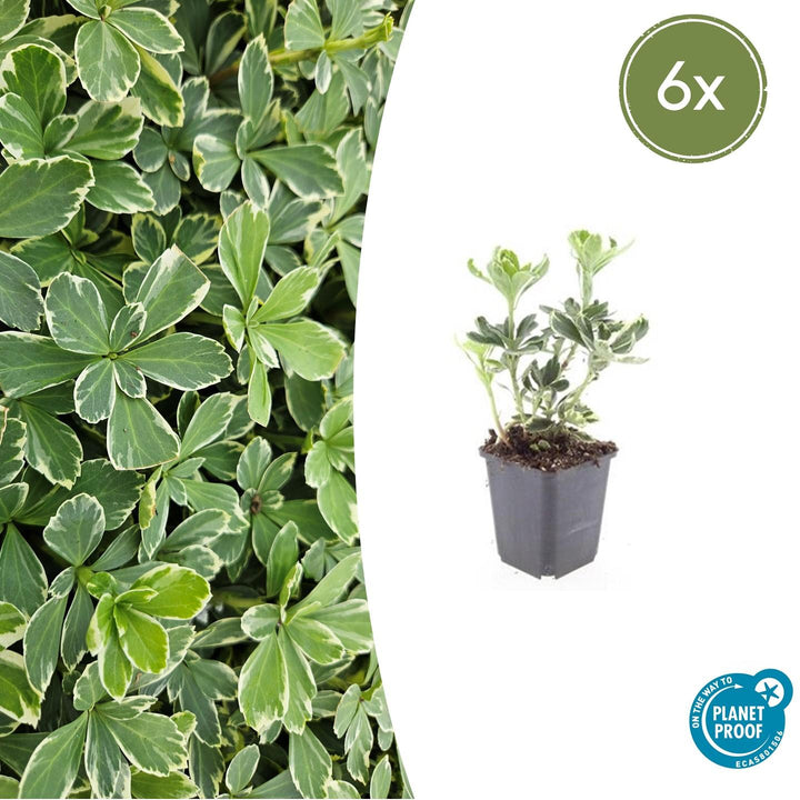 6x Pachysandra term. &