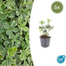 6x Pachysandra term. 'Variegata'