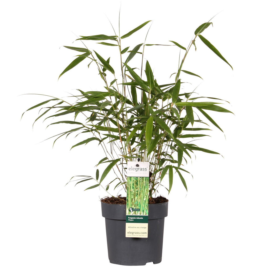 Detailfoto van Fargesia robusta Pingwu, niet-woekerende bamboe
