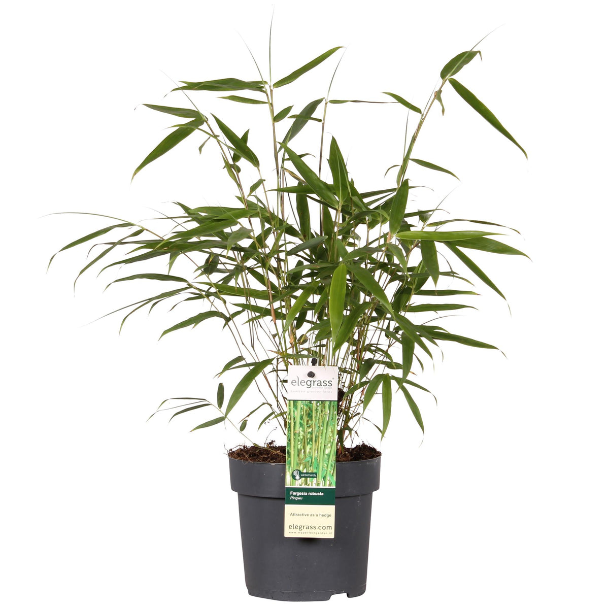 Detailfoto van Fargesia robusta Pingwu, niet-woekerende bamboe