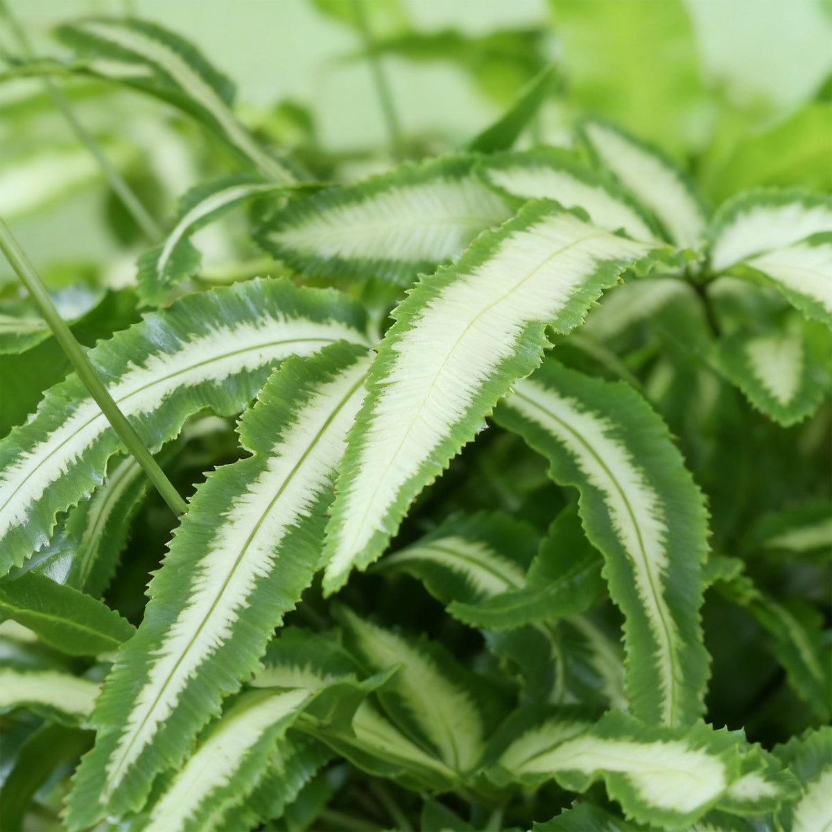 Pteris cretica Albolineata met witte pot, detail van het blad