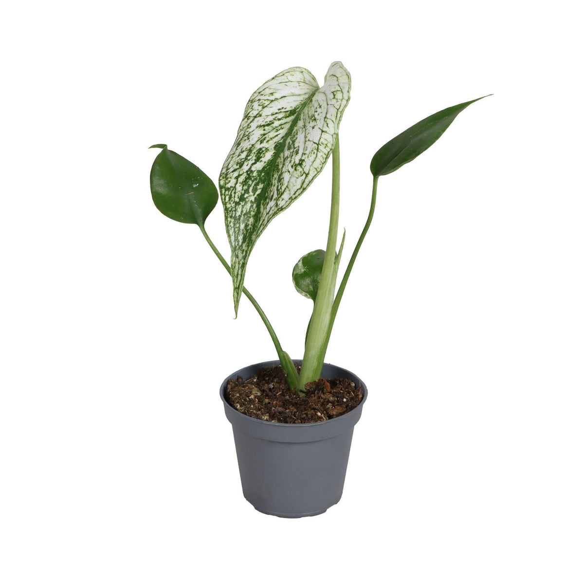 Monstera 'Devil Monster', duivelsplant, groen-wit, babyplant, plant in pot