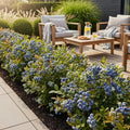 Blauwe bes Vaccinium corymbosum Bluecrop, geschikte tuinplant