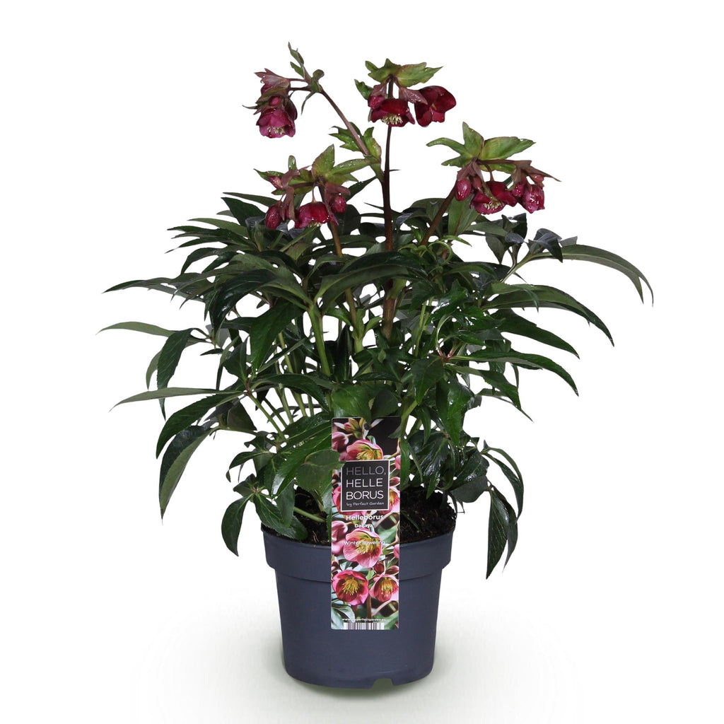 Lenten Rose, kenmerkend blad