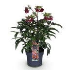 Lenten Rose, kenmerkend blad