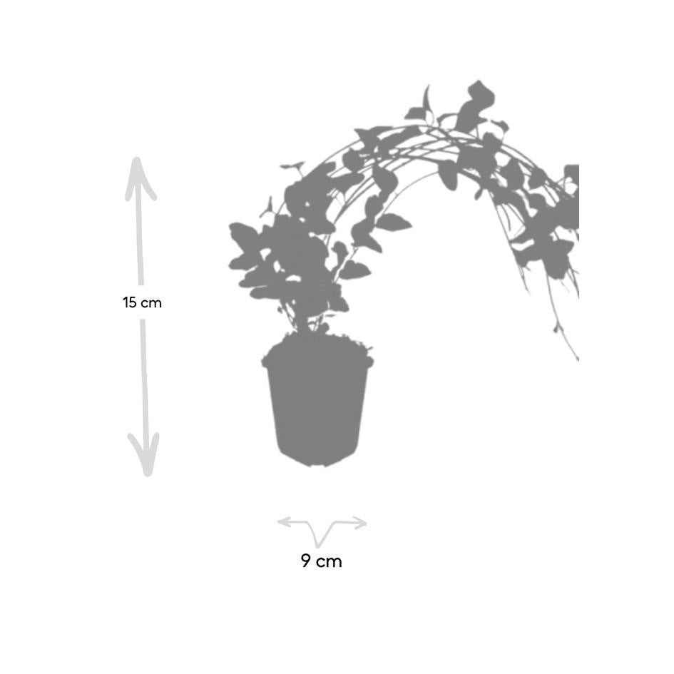 Productafbeelding van Pureplant