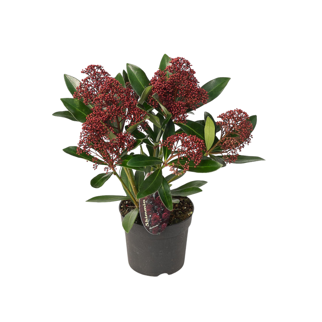 Detailfoto van Set van 3 Skimmia 'Rubella'