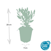 Aster ageratoides &