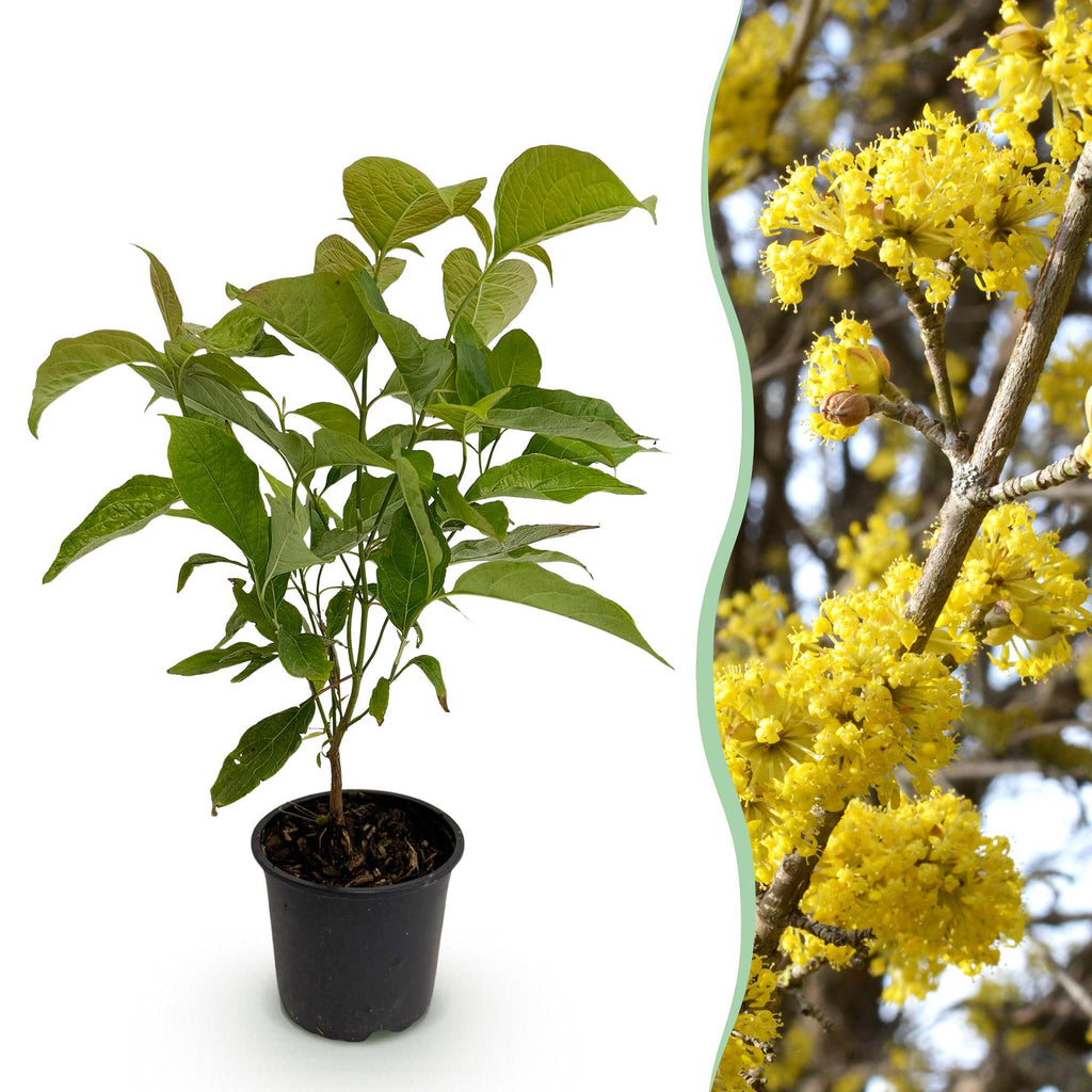 Cornus mas, plant voor binnen