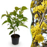 Cornus mas