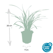 Carex morrowii &