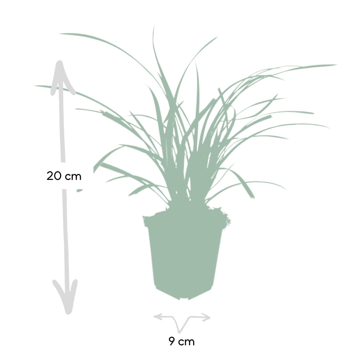 Carex morrowii 'Ice Dance', 10-25 cm hoog, kenmerkend blad