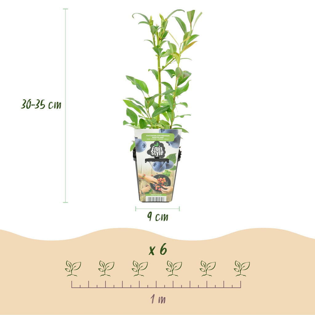 Blauwe bes Vaccinium corymbosum Northland, sterke plant