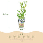 Blauwe bes Vaccinium corymbosum Northland, sterke plant