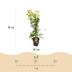 Acer palmatum Orange Dream, groene bladeren