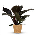Philodendron Imperial Red - Rood met Mand, plant in pot