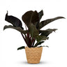 Philodendron Imperial Red - Rood met Mand