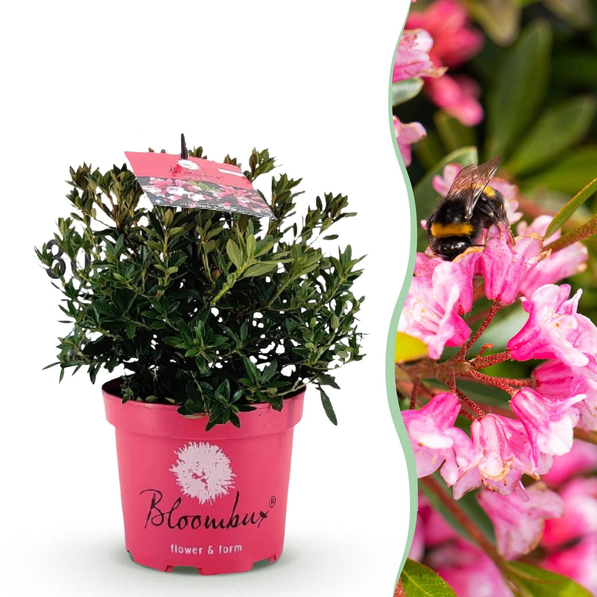 Rhododendron Bloombux Magenta, 40 cm hoog, plant in pot