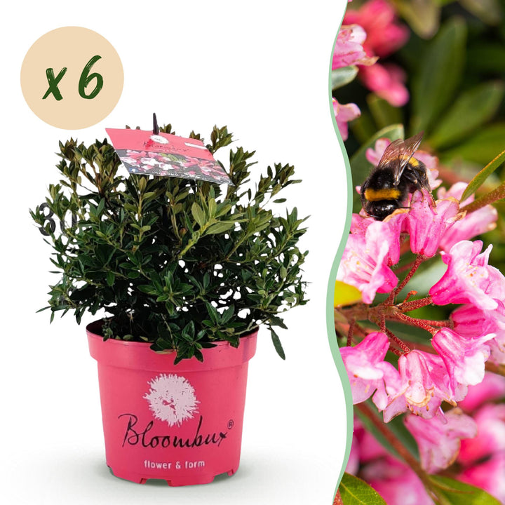 Rhododendron Bloombux Magenta, 40 cm hoog