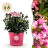 Rhododendron Bloombux Magenta, 40 cm hoog