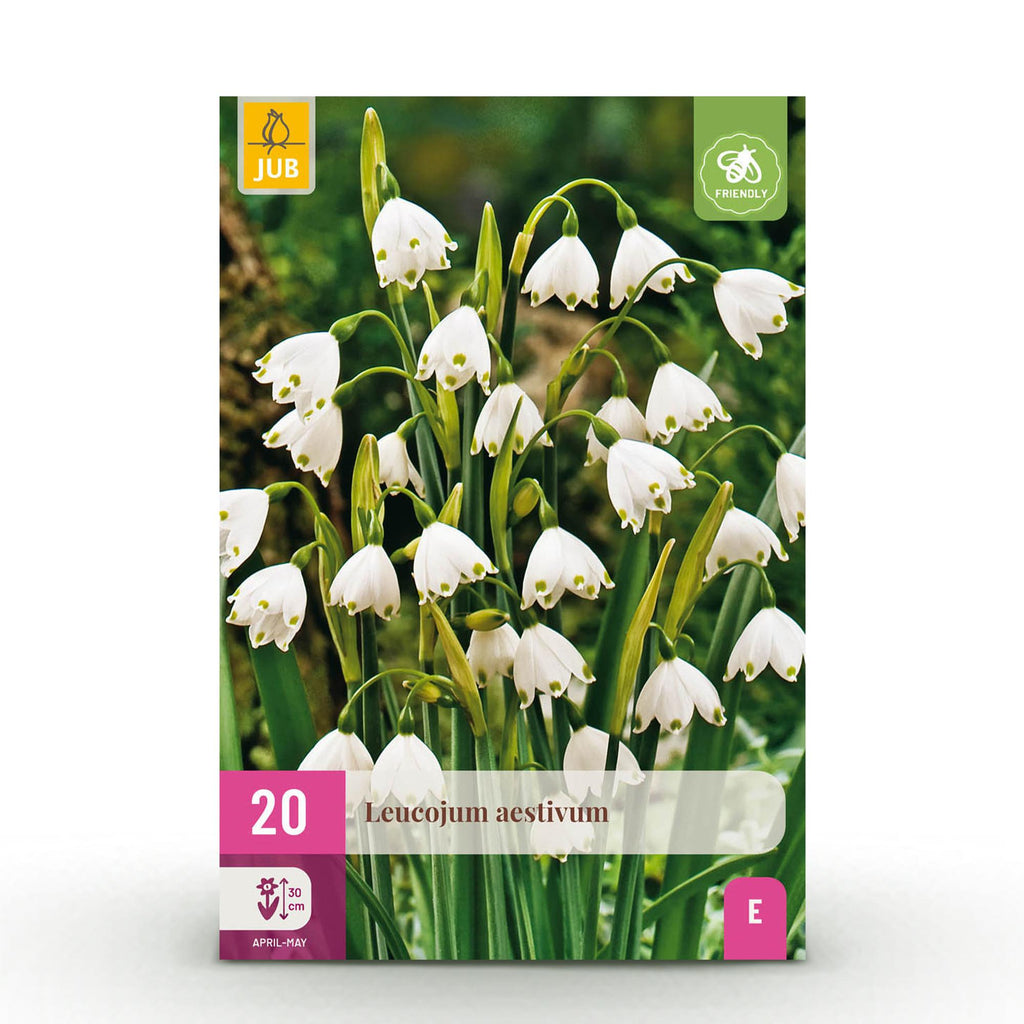 Leucojum Aestivum, detail van het blad