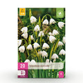 Leucojum Aestivum, detail van het blad