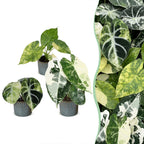 3x Baby Alocasia Tricolour Variegata