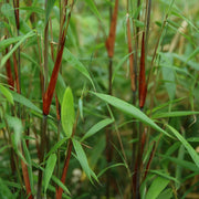 Fargesia scabrida Asian Wonder, 35 cm hoog