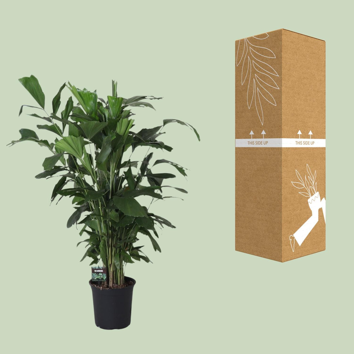 Caryota Mitis, kenmerkend blad