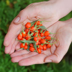 Goijbes Lycium barbarum, groeiwijze van de plant