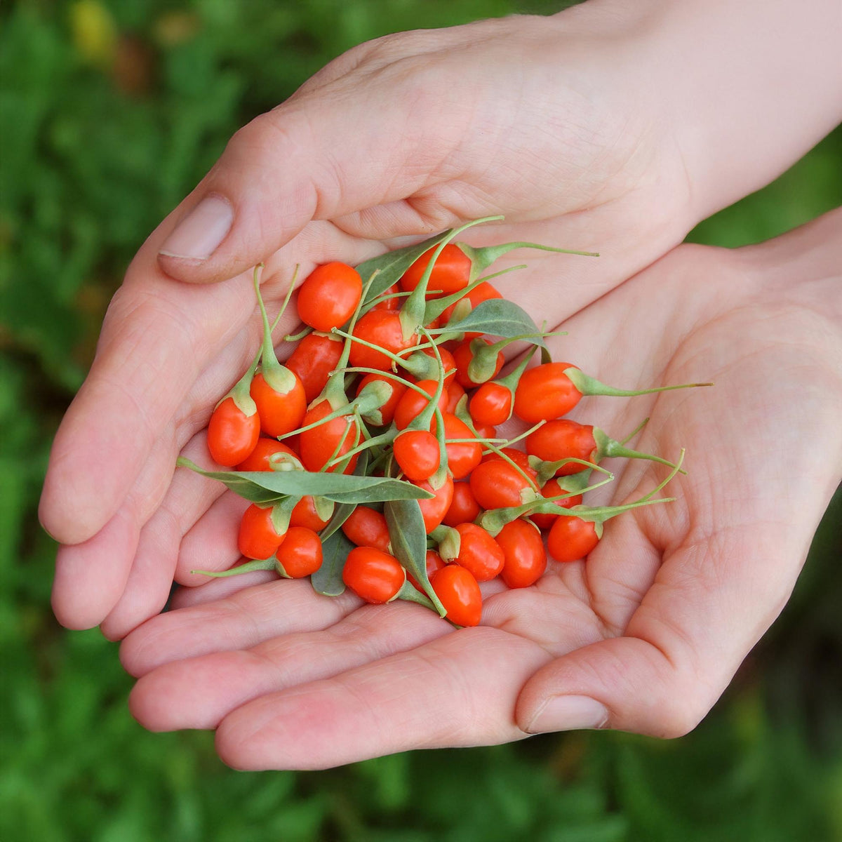 Goijbes Lycium barbarum, groeiwijze van de plant