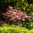 Acer palmatum Atropurpureum, groeiwijze van de plant