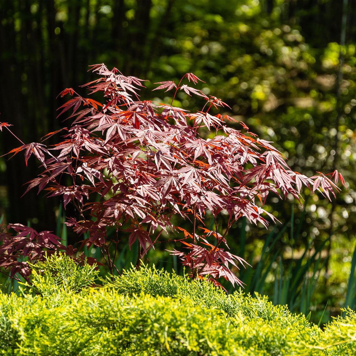 Acer palmatum Atropurpureum, groeiwijze van de plant