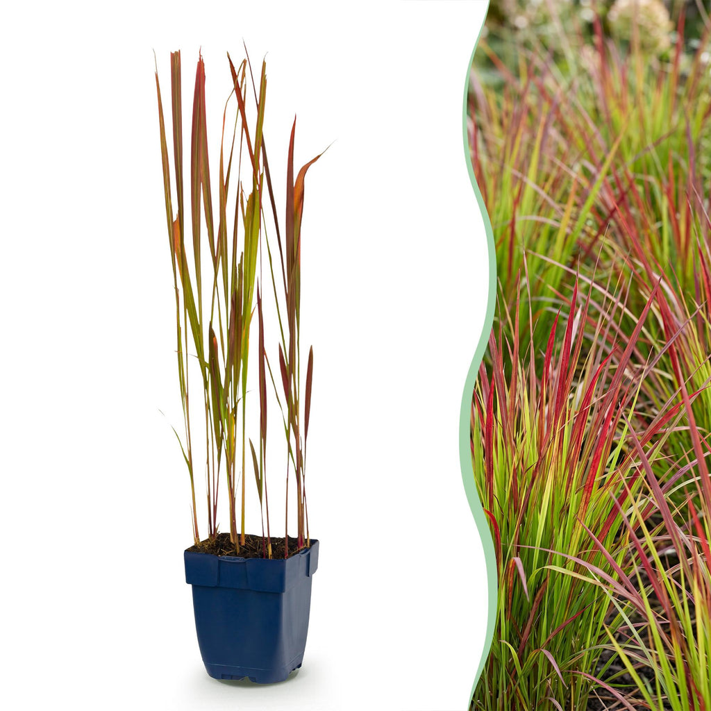 Japans bloedgras Imperata 'Red Baron', rood, tuinplant in pot