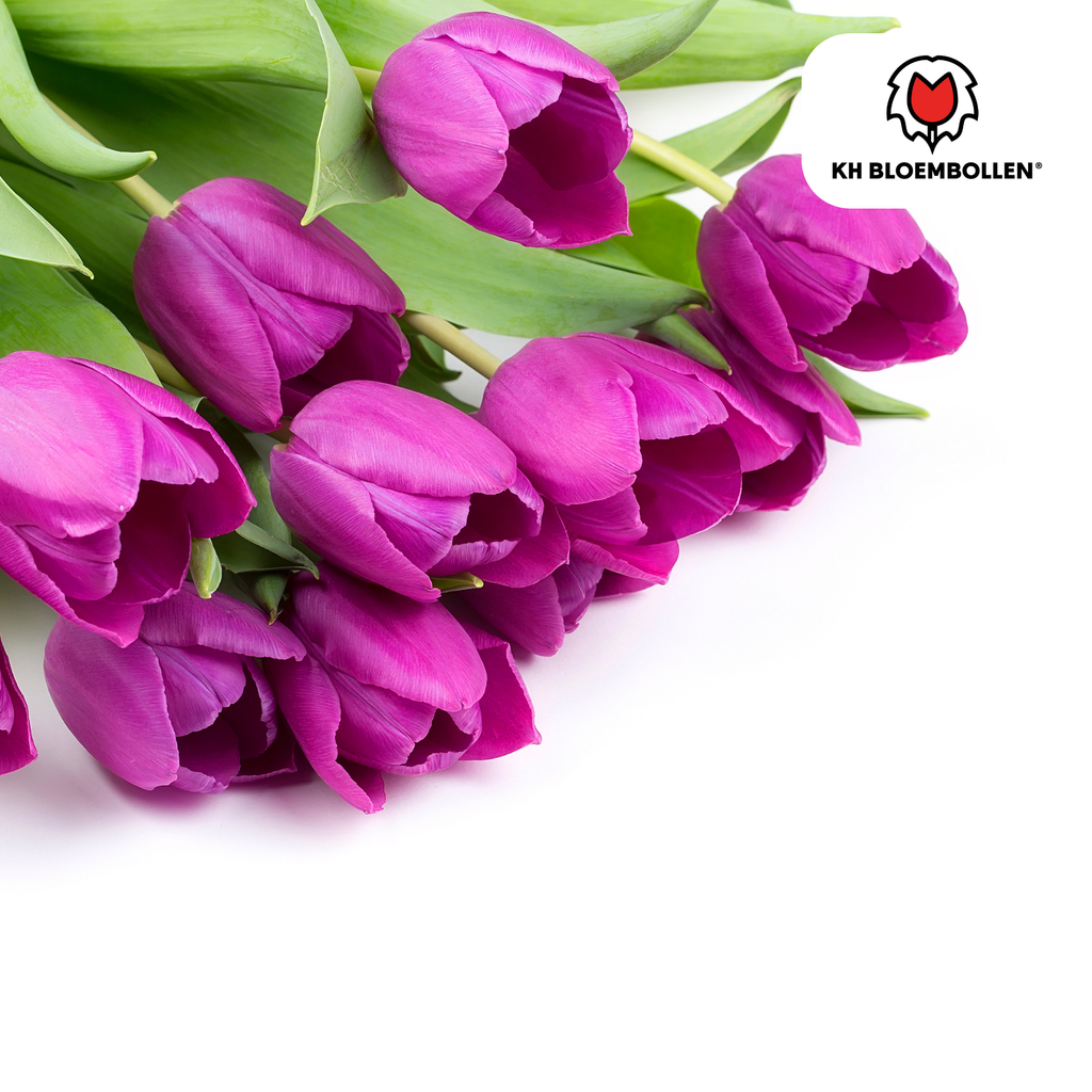 Tulpenbollen Purple Prince – 20 Stuks Maat 11/12, kenmerkend blad