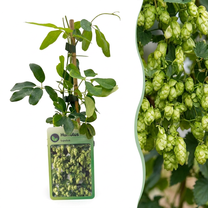 Humulus lupulus &