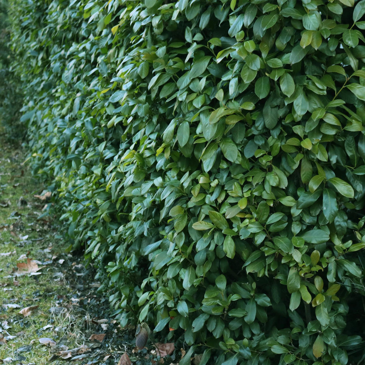 Prunus laurocerasus Etna, detail van het blad