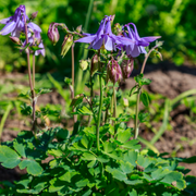 Aquilegia vulgaris