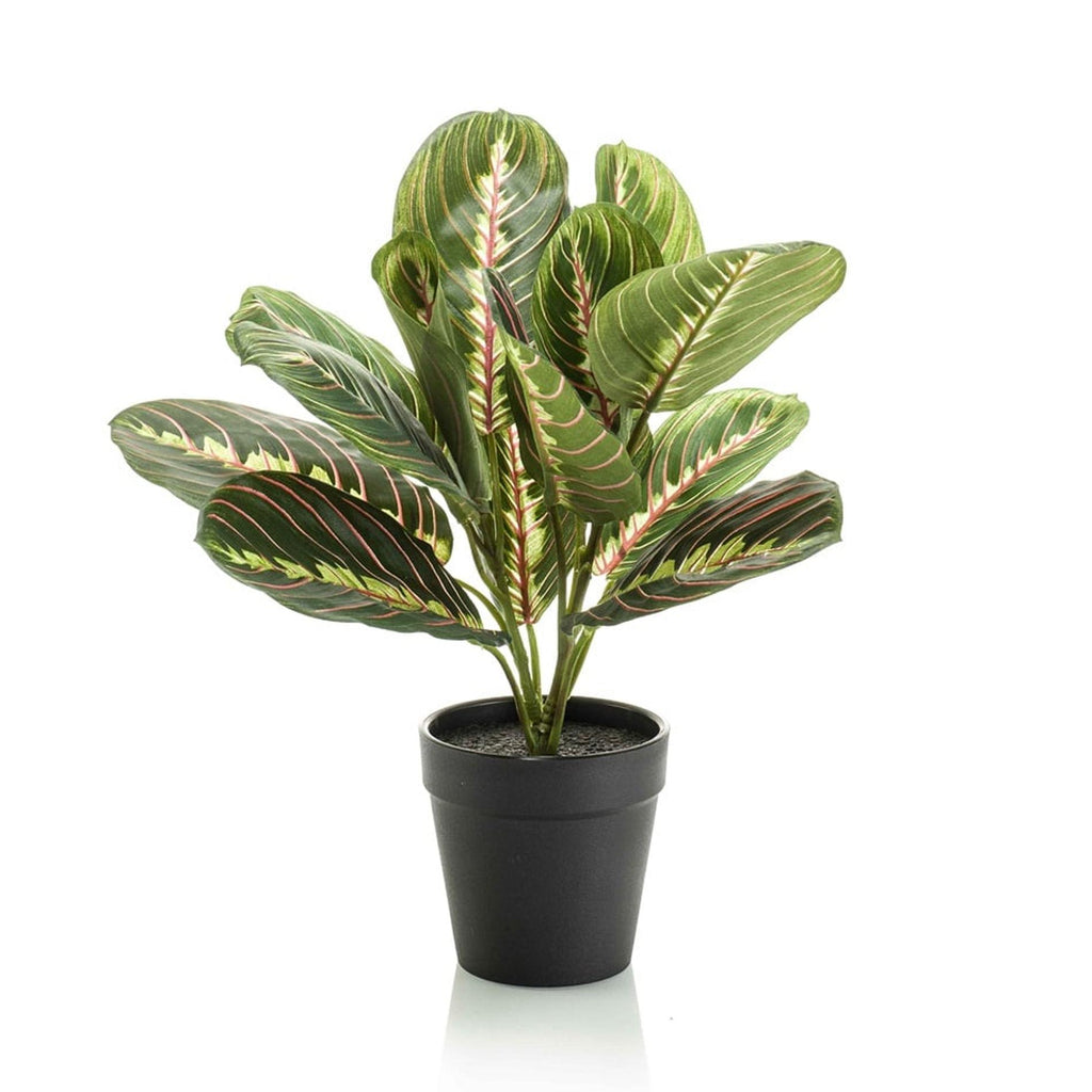 Maranta, detail van het blad
