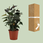 Detailfoto van Anthurium Black Love In Transparant Sleeve