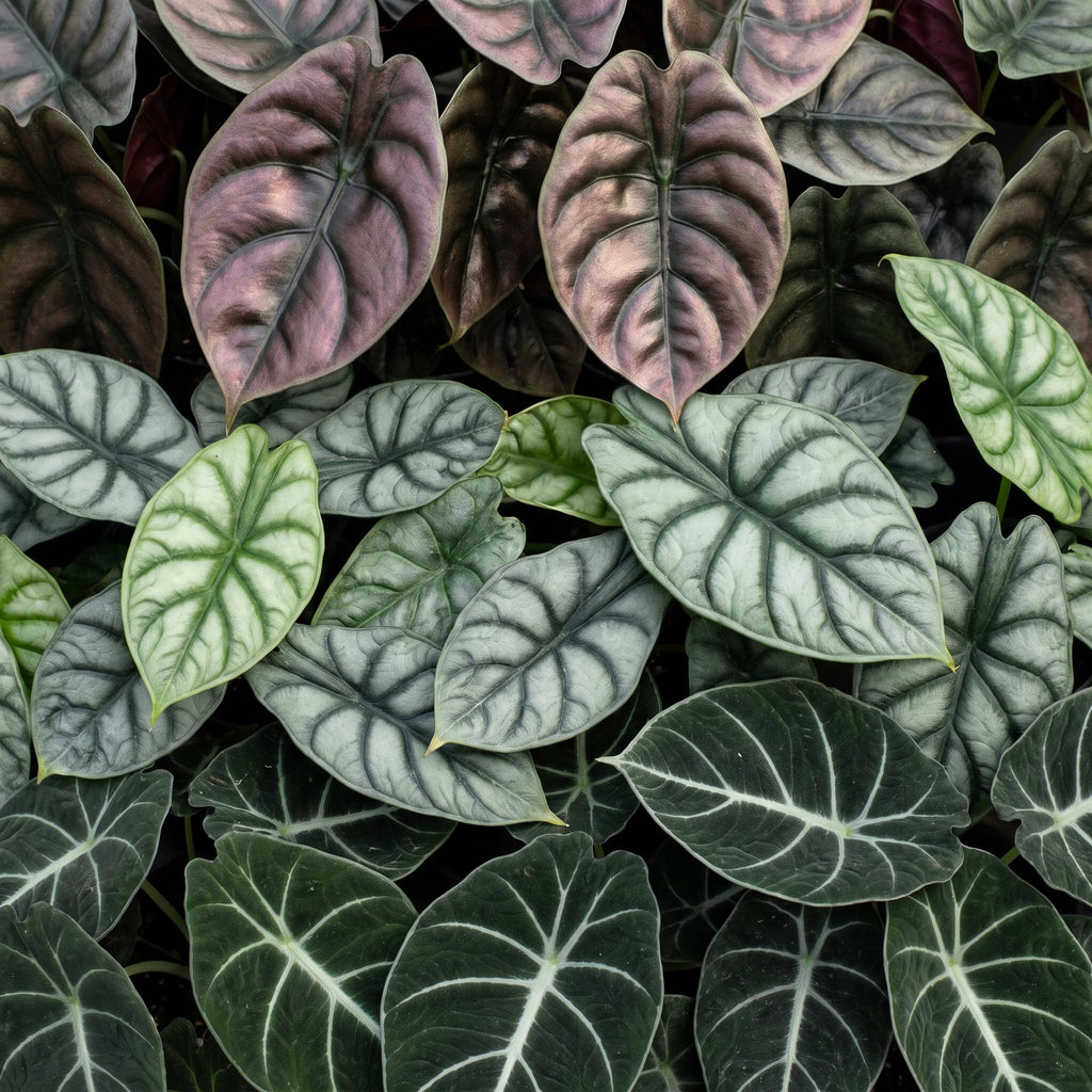 3x Baby Alocasia Tricolour - Rood - Groen - Zwart - Tropisch - Ø6cm - ↕12cm, groene bladeren