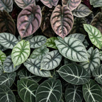 3x Baby Alocasia Tricolour - Rood - Groen - Zwart - Tropisch - Ø6cm - ↕12cm, groene bladeren
