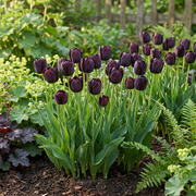 Zwarte tulp &