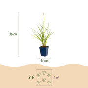 Pennisetum or. Fairy Tales - Lampenpoetsergras - Met Pluim