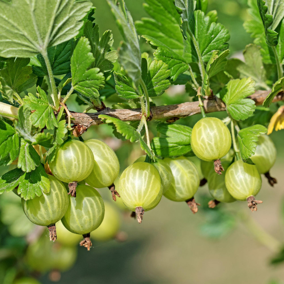 Kruisbes, plant in pot
