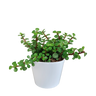 Portulacaria afra - in witte pot