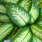 Diefenbachia Tropic Snow, groeiwijze van de plant