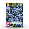 Scilla Siberica, detail van het blad