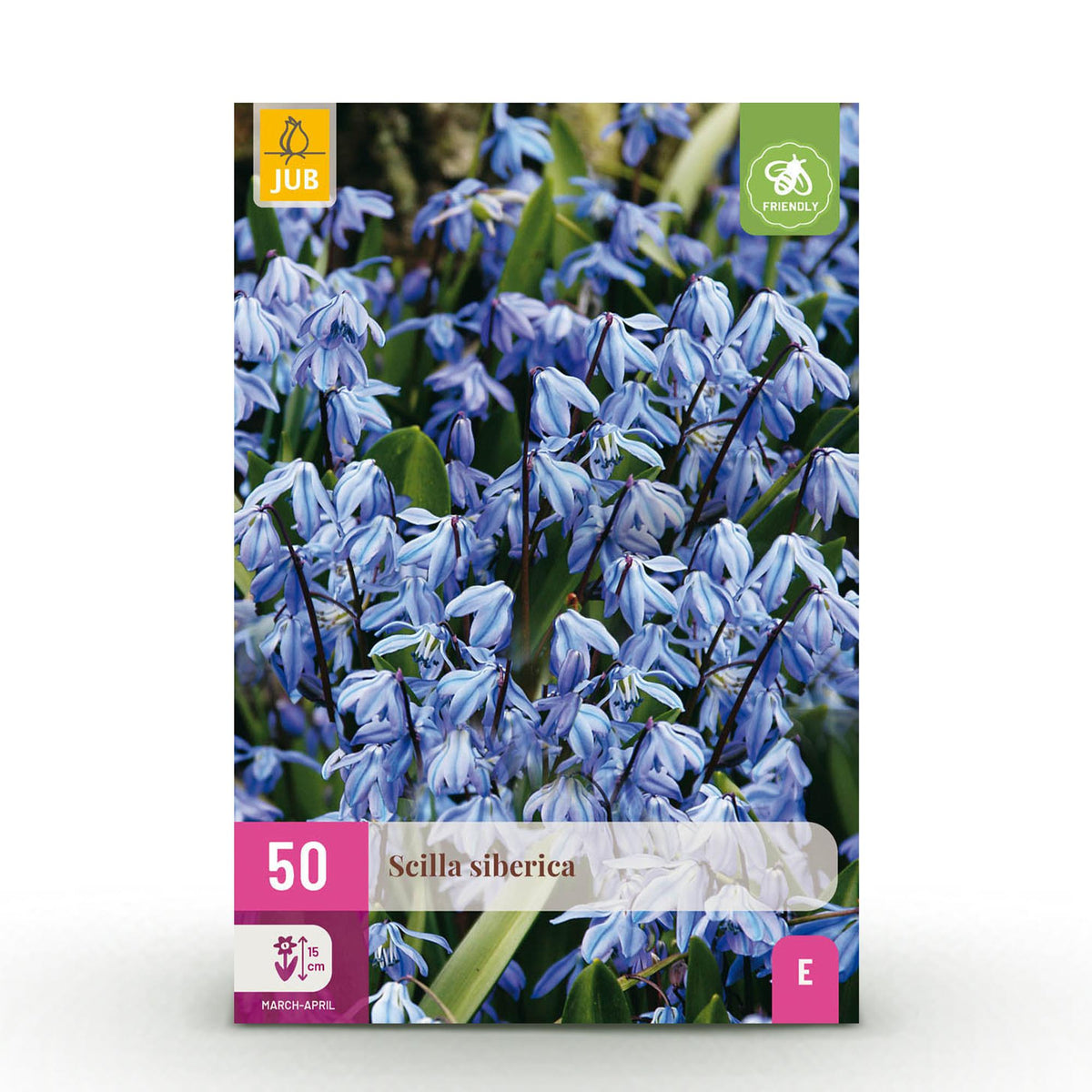 Scilla Siberica, detail van het blad